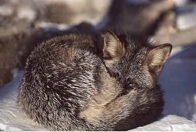 《如龙维新！极》新预告 展示队士卡片不同能力